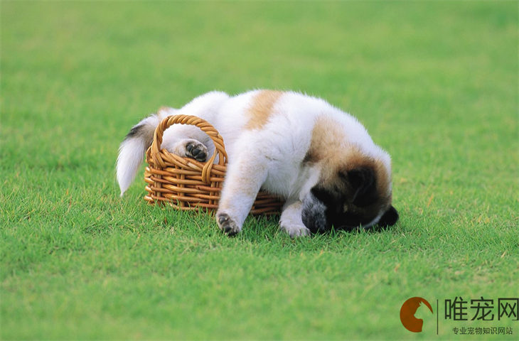 两个月的幼犬可以吃红薯吗 有哪些好处