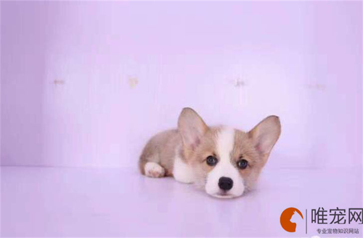 狗狗一次吃南瓜吃多少 有哪些好处