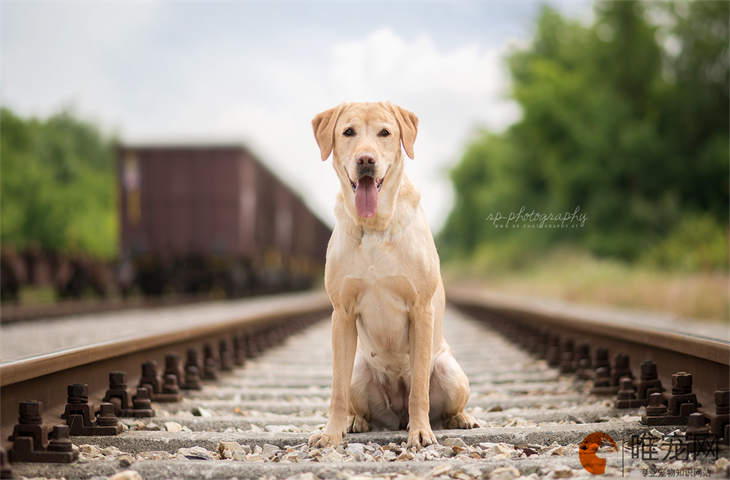 狗狗连续叫了几个小时不累吗 什么原因导致的 狗狗连续叫了几个小时不累吗 什么原因导致的