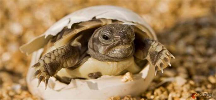 乌龟下蛋预示着什么