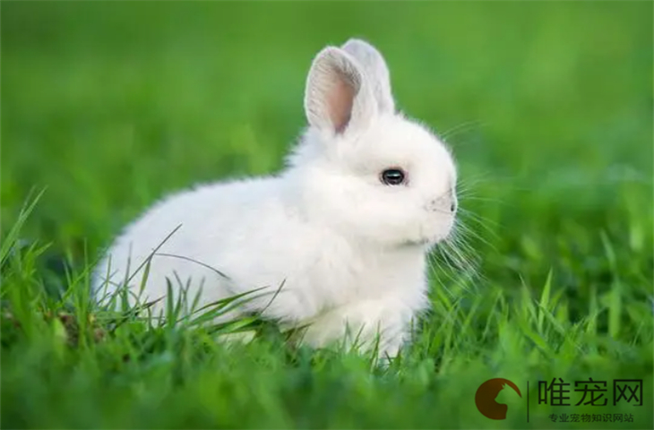 兔子喜欢往人身上爬是为什么
