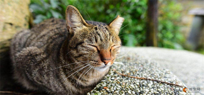 为什么流浪猫耳朵有缺口