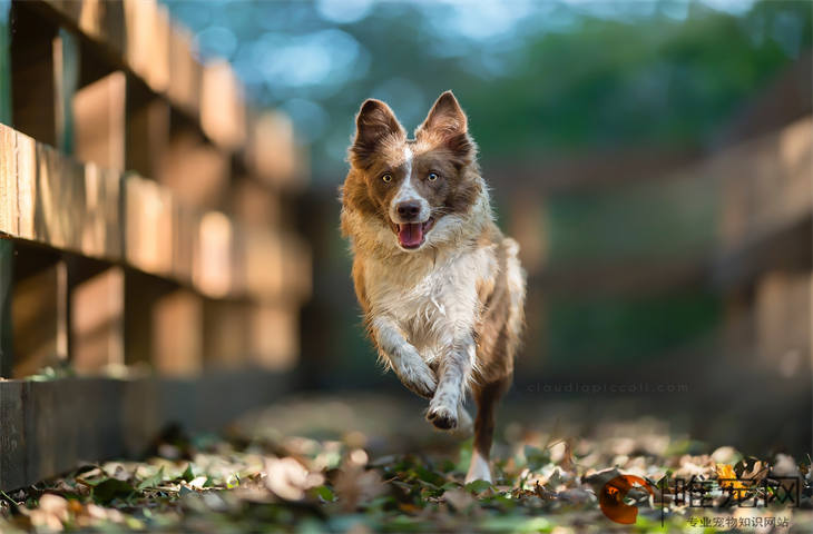 怎么解决幼犬晚上叫的情况 几天才会停