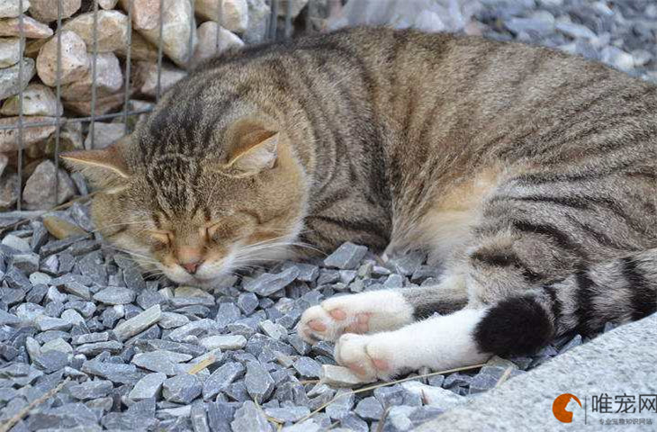 猫肝脏受损不吃东西怎么办 如何调理身体