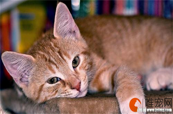 老猫被新来的猫吓应激怎么办 接受新猫的前兆 老猫被新来的猫吓应激怎么办 接受新猫的前兆