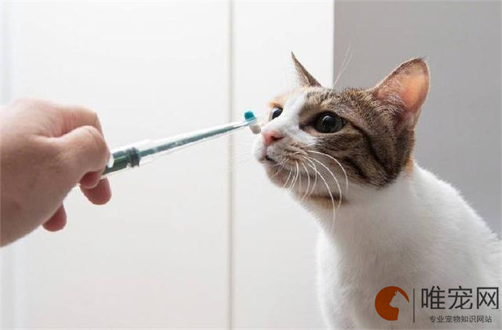 猫咪多大可以驱虫 有哪些注意事项 猫咪多大可以驱虫 有哪些注意事项