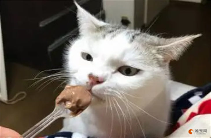 猫咪误食少量巧克力有危险吗 多久算没事 猫咪误食少量巧克力有危险吗 多久算没事