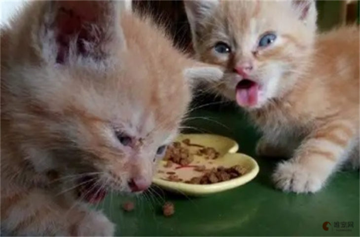猫咪经常吐猫粮是怎么回事 如何处理 猫咪经常吐猫粮是怎么回事 如何处理