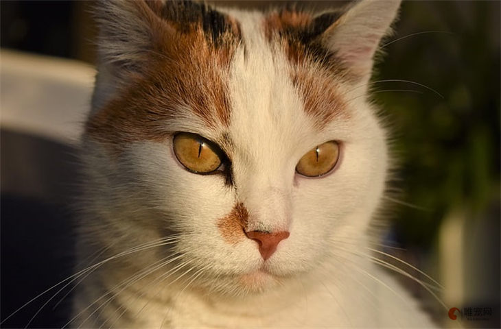 猫咪突然换粮没有原粮怎么办 不过渡会有什么后果