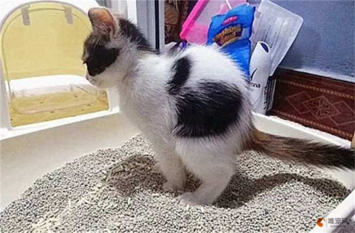 猫咪拉的粑粑又干又硬正常吗 是什么原因 猫咪拉的粑粑又干又硬正常吗 是什么原因