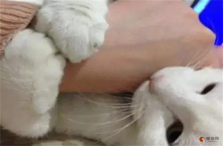 猫咪假咬是什么意思啊 老咬人怎么回事 猫咪假咬是什么意思啊 老咬人怎么回事
