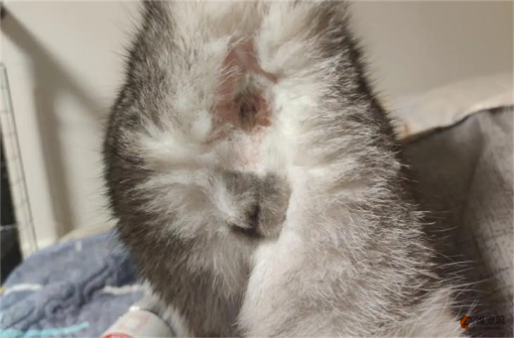 猫咪肛门上有黑色粒粒擦不掉怎么办 是虫吗 猫咪肛门上有黑色粒粒擦不掉怎么办 是虫吗