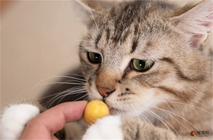 猫咪一次吃一个蛋黄还是半个 几天吃一次比较好 猫咪一次吃一个蛋黄还是半个 几天吃一次比较好