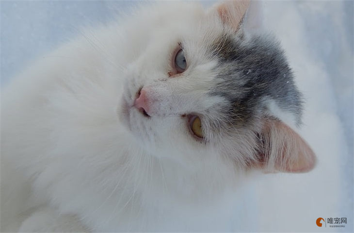 猫咪又拉又吐吃什么药 是啥原因导致的 猫咪又拉又吐吃什么药 是啥原因导致的