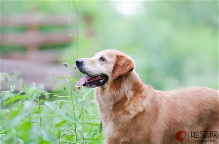 10歲以上老年犬吃什么糧 一天喂幾次比較好