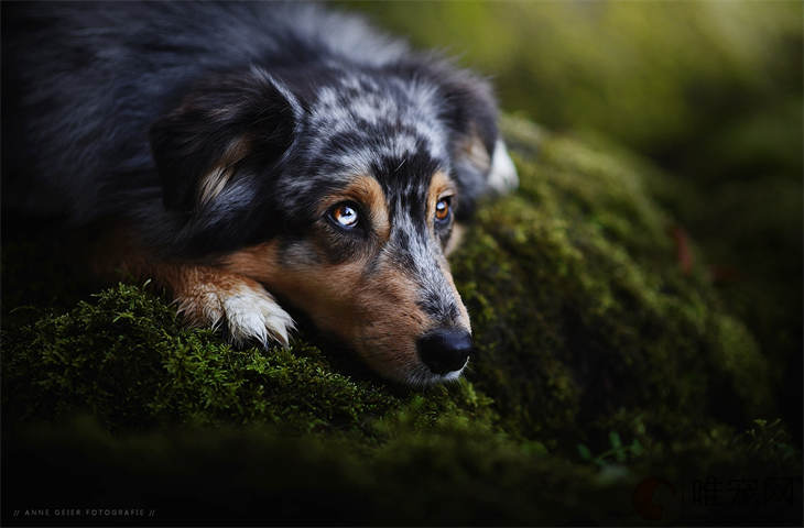 十大適合家養(yǎng)的中型犬排名 比較好養(yǎng)的有哪些