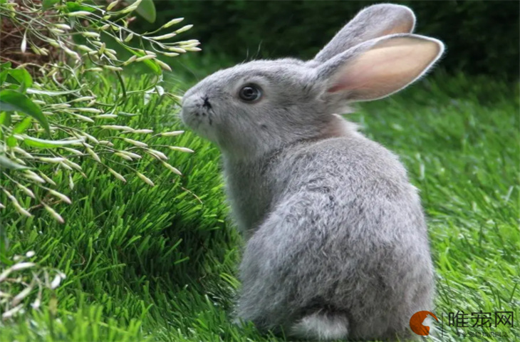 兔子耳朵一只垂一只立怎么办 什么原因导致的