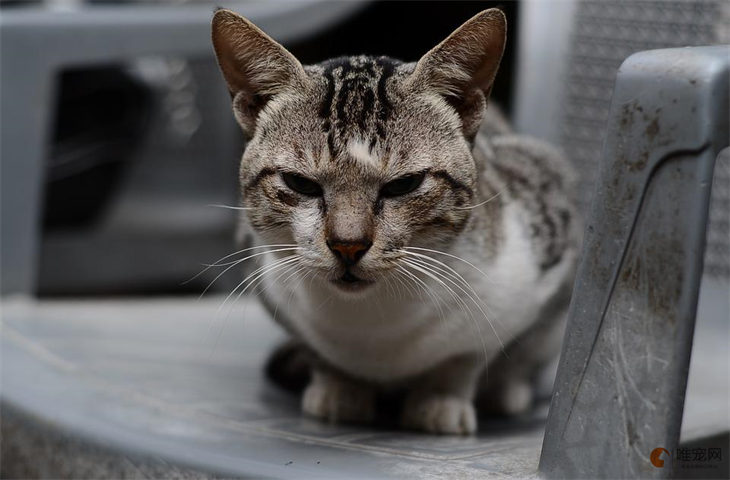 猫在盆里小便却在地上大便是为什么 怎么纠正