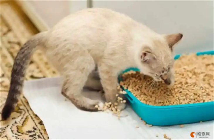 一个月的小猫吃猫砂怎么办 是什么原因