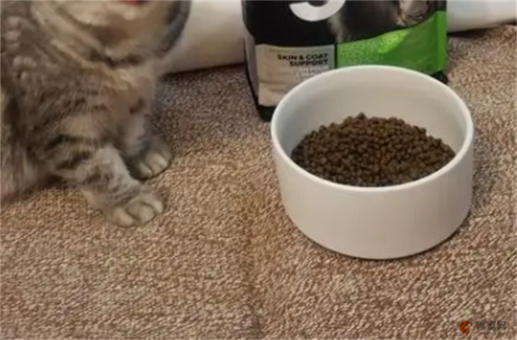 疫情期间买不到猫粮怎么办 可以给它们吃什么