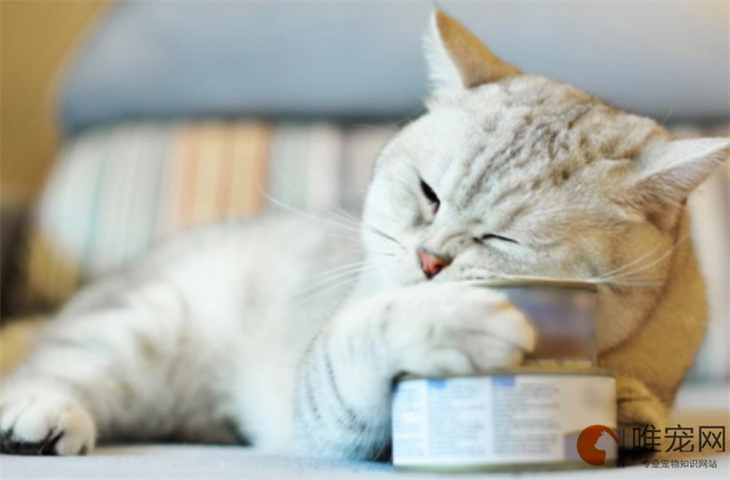 猫粮需要用水泡吗 2到6个月的小猫如喂养