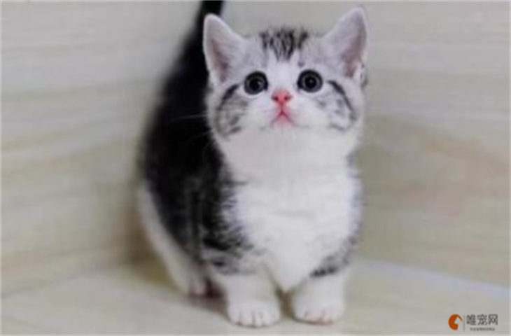 美短矮脚猫多少钱一只 寿命会很短吗