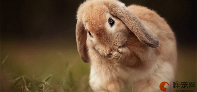 如何判断兔子是否假死 