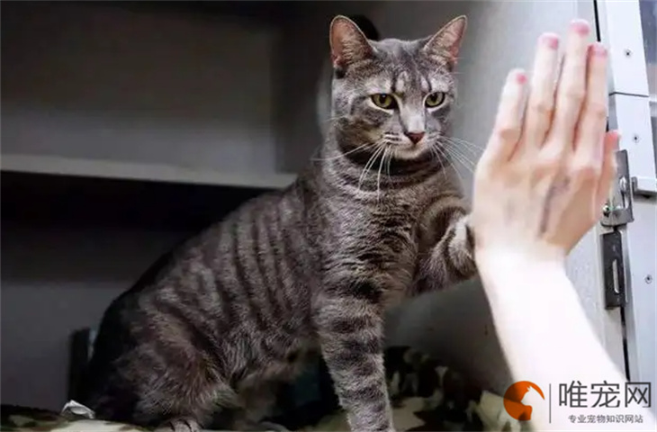 霸气寓意好的黑猫名字有哪些 