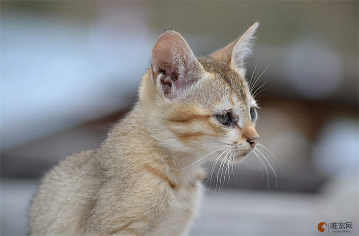 满月小猫吃什么东西 注意事项有哪些