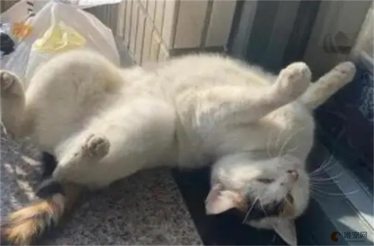 猫中毒多久没死算没事 多久度过危险期