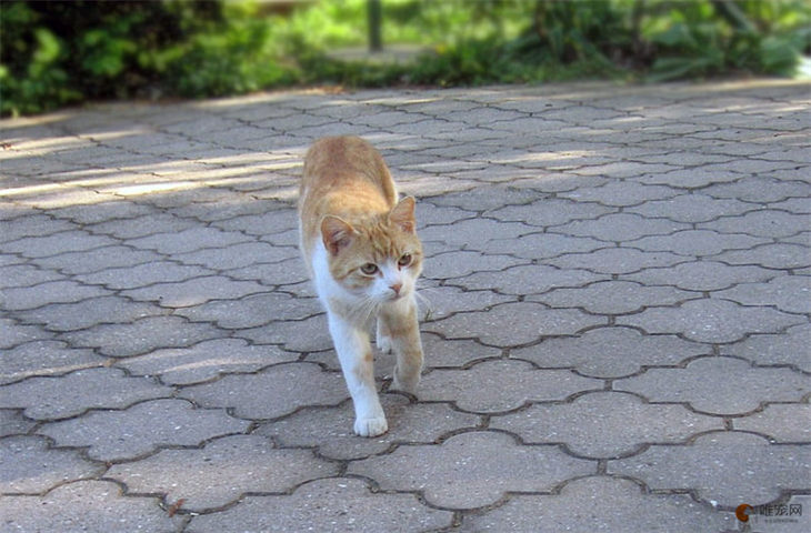 猫掉毛严重越来越瘦是什么原因 怎么改善