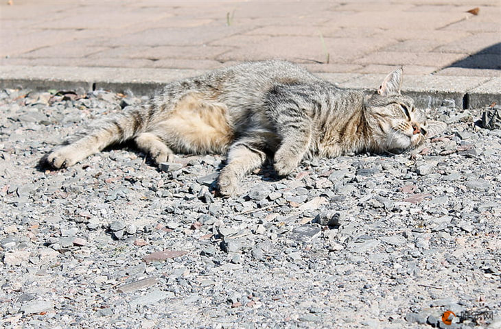 猫已经虚弱到不会动了怎么办 如何抢救