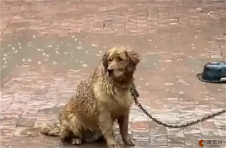 为什么狗狗不知道躲雨 在外面淋雨没事吗 为什么狗狗不知道躲雨 在外面淋雨没事吗