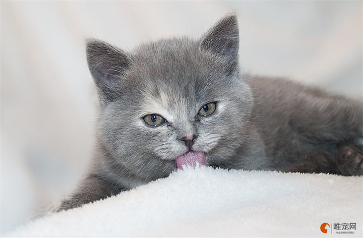 幼猫吃奶糕还是猫粮好 有什么区别