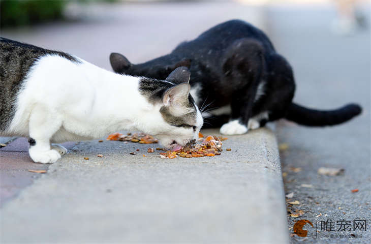 猫主动蹭人然后咬一口是怎么回事 养熟了的表现有哪些