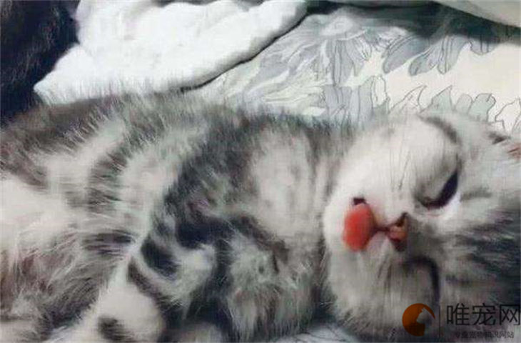 猫咪枕着主人手睡觉说明什么 不同睡觉位置的含义