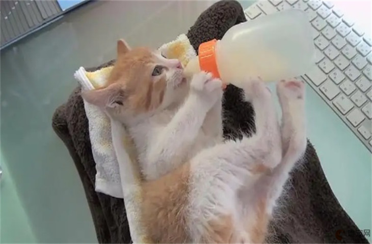 刚出生的小猫多久喂一次奶 一次吃多少毫升合适