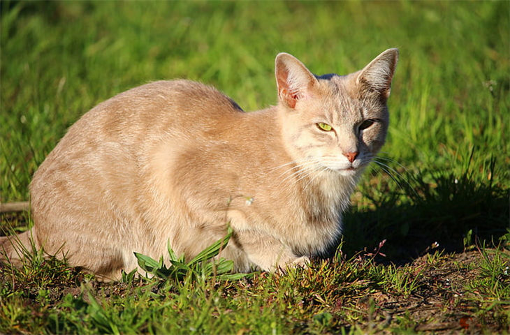 猫多大可以吃成猫粮 六个月能吃吗