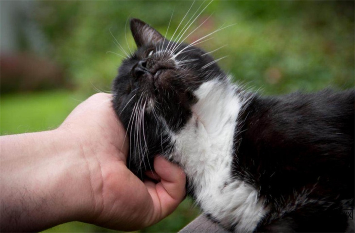 猫会在人睡觉时攻击吗 为啥老扑主人的脚