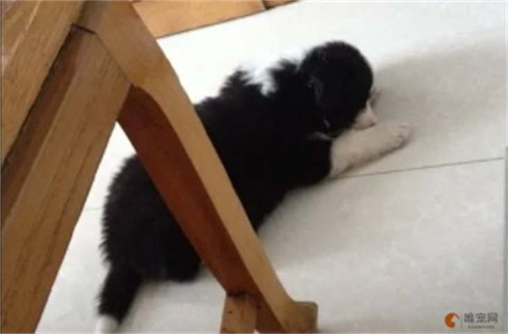 幼犬睡地板会着凉吗 受凉的症状有哪些