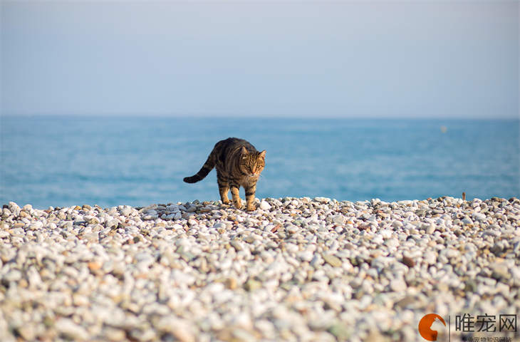 一只猫压着另一只猫咬是怎么回事 两只猫磨合期需要多久