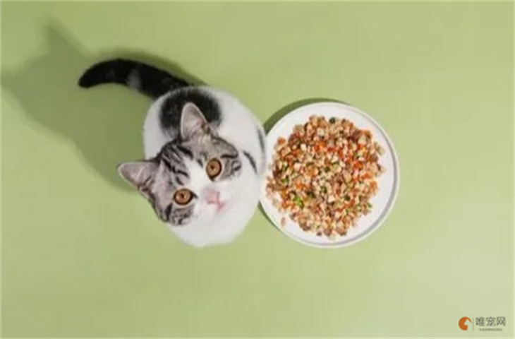 猫咪补充营养吃什么 哪些食物能增肥