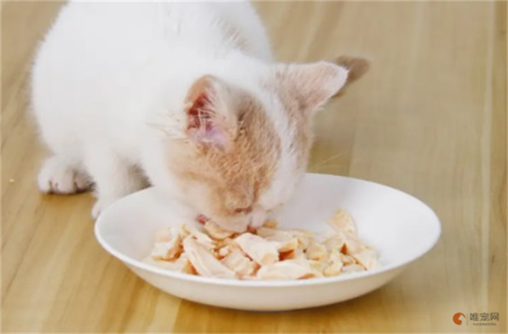 猫吃什么食物除了猫粮 能吃面包应急吗