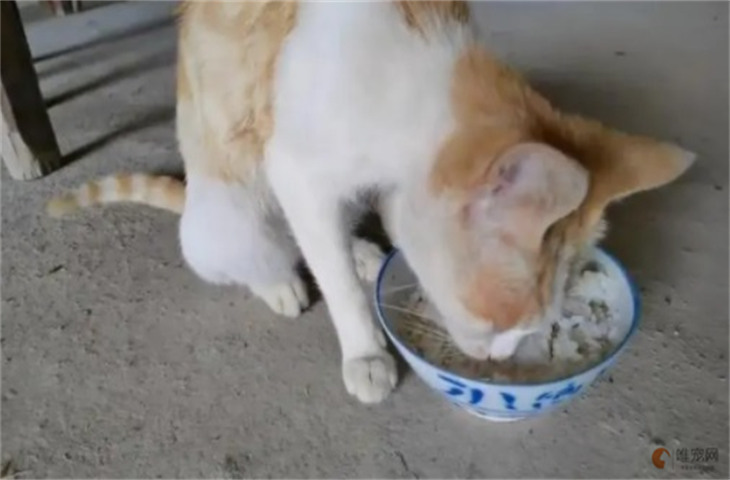 猫吃米饭拌肉行吗 没有猫粮可以喂什么