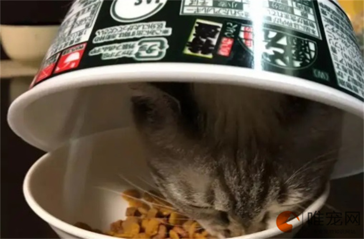 瓜尔胶和卡拉胶对猫有害吗 诱食剂的常见成分有哪些