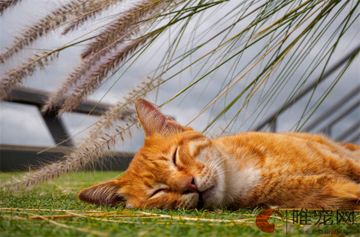 猫罐头怎么喂最佳 如何挑选