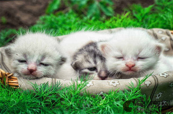猫条开了之后多久要吃完 一天吃一根多吗 猫条开了之后多久要吃完 一天吃一根多吗