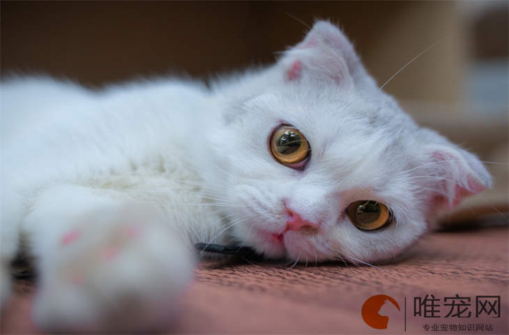 猫的瞳孔一大一小怎么回事 临死前的征兆有哪些 猫的瞳孔一大一小怎么回事 临死前的征兆有哪些