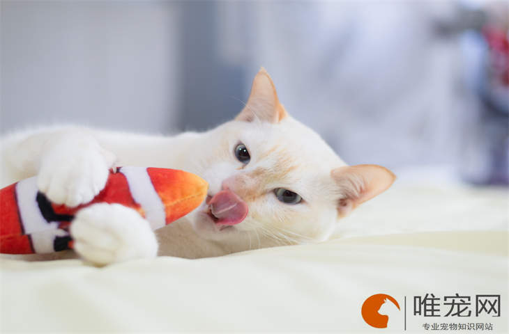 猫咪耳螨上完药后更加挠了呢 甩出来会存活吗 猫咪耳螨上完药后更加挠了呢 甩出来会存活吗