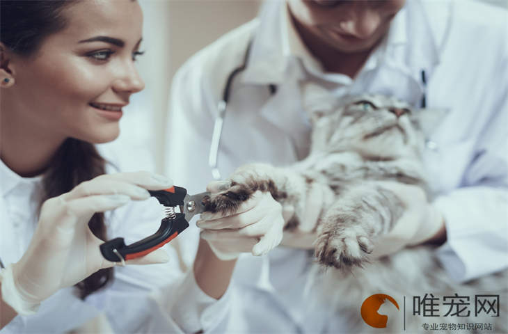 猫咪为什么喜欢去厕所趴着 猫咪为什么喜欢去厕所趴着